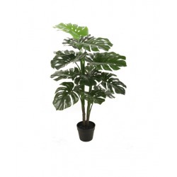 Monstera Green